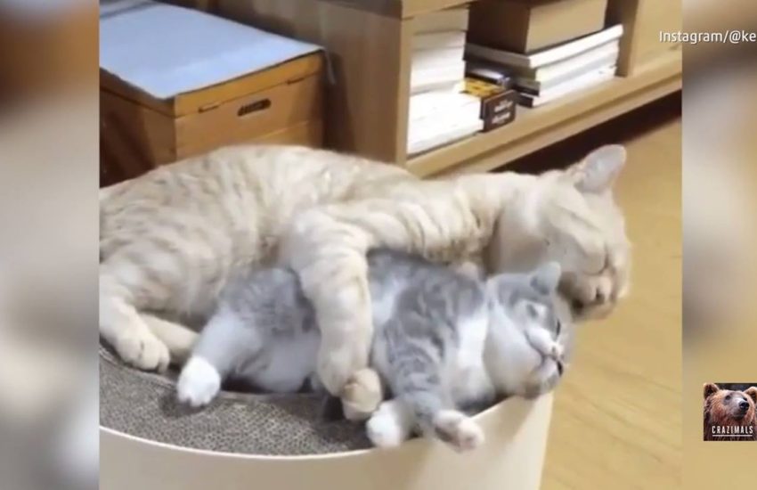 Mama Cat Snuggles Kitten