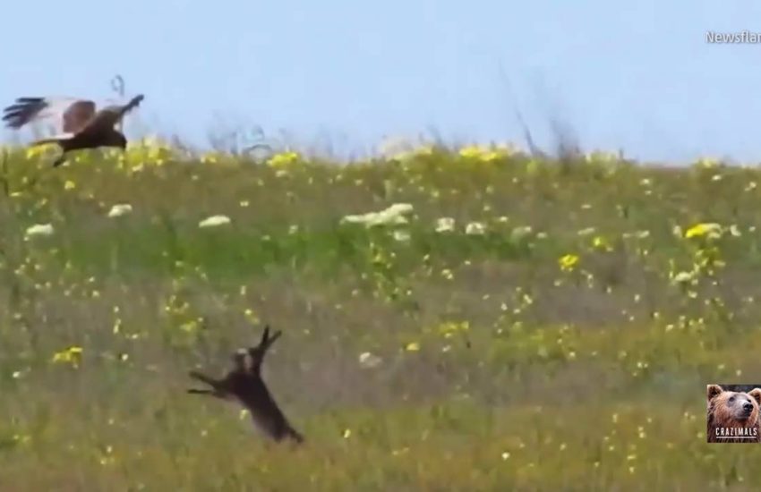 Hawk Has a Bad Hare Day