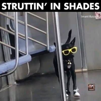 狗戴太陽鏡