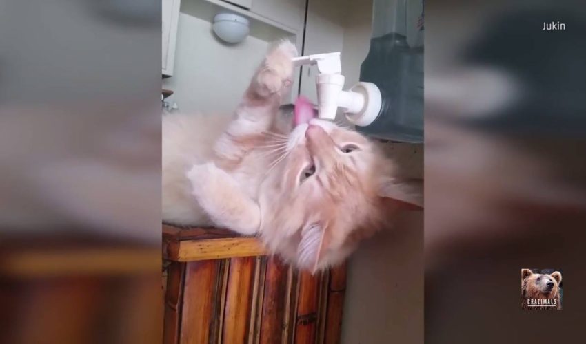 貓飲水冷卻器