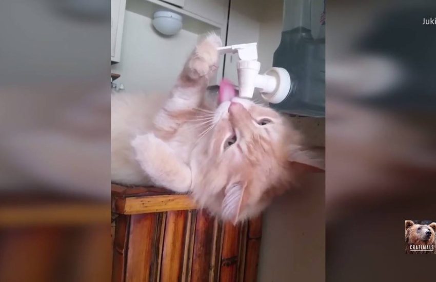 Cat Drinks from Water Cooler