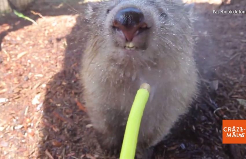 Wombat Gets a Shower