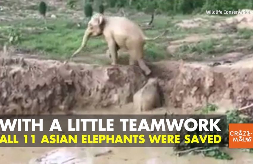 Endangered Elephants Rescued