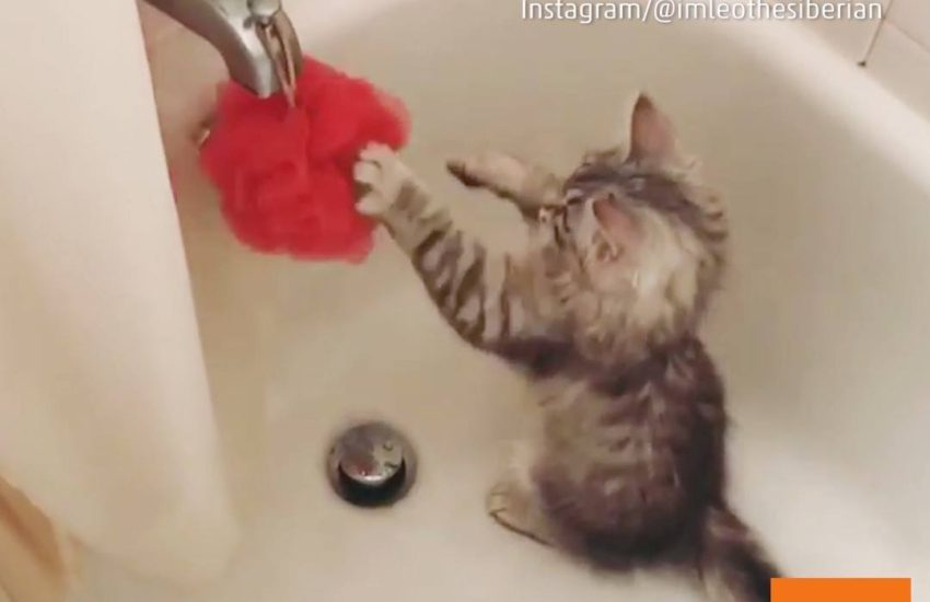 Kitten Boxer Punches Loofah