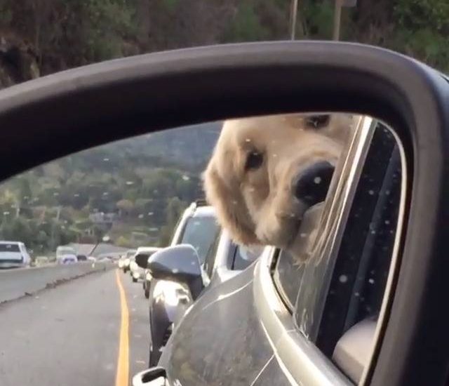 My face when I'm stuck in traffic Credit: @graysongrowsup Watch more: www.thebearshit.com