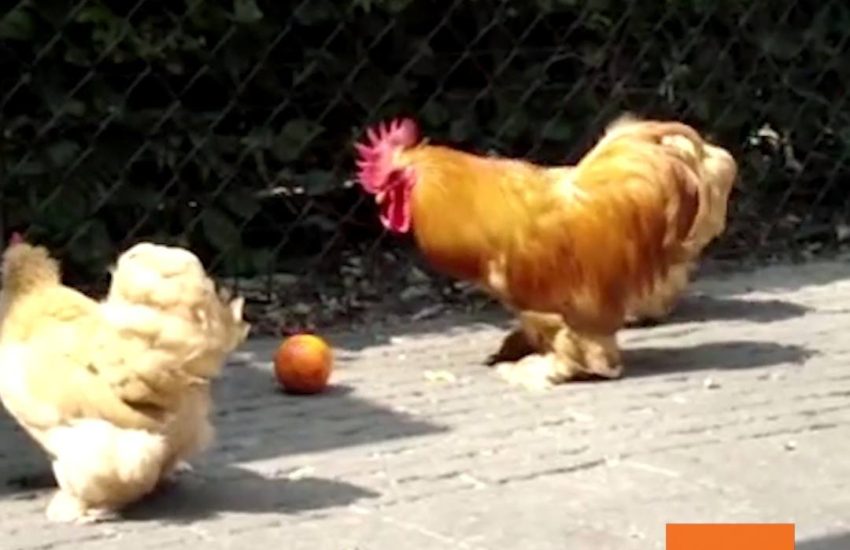 Chickens Play Soccer