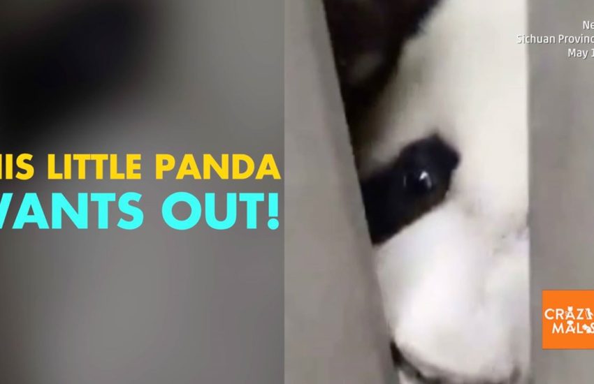 Panda Cub Tries to Escape (and Wins)