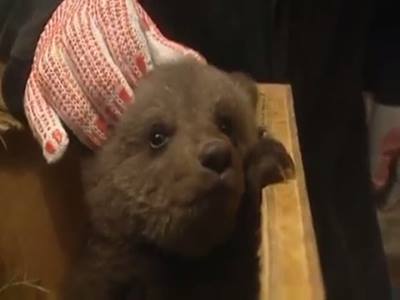 這個真棒俄羅斯獸醫拯救熊觀看更多：www.thebearshit.com