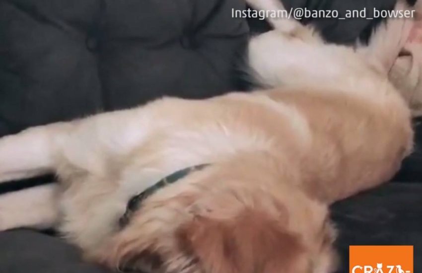 Dog Hides in Couch Cushion