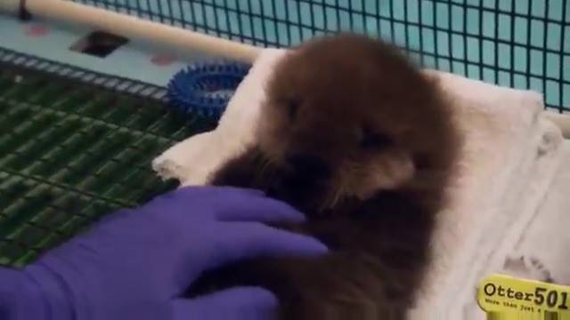 嬰兒水獺被引入水中觀看更多：www.thebearshit.com