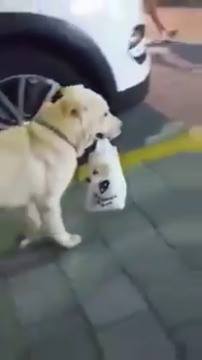 小狗在旅途中觀看更多：www.thebearshit.com
