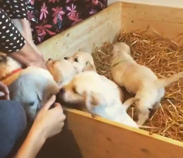 Pup overload Watch more: www.thebearshit.com