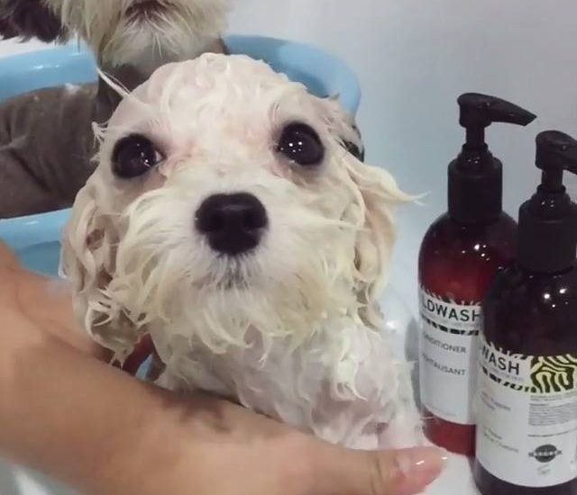 Bath time Credit: @hazelnut_dog Watch more: www.thebearshit.com