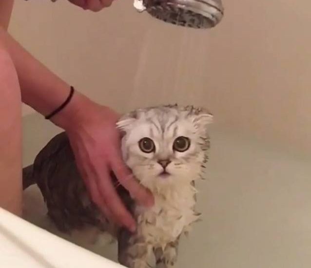 Bath time! Credit: @butterfold Watch more: www.thebearshit.com