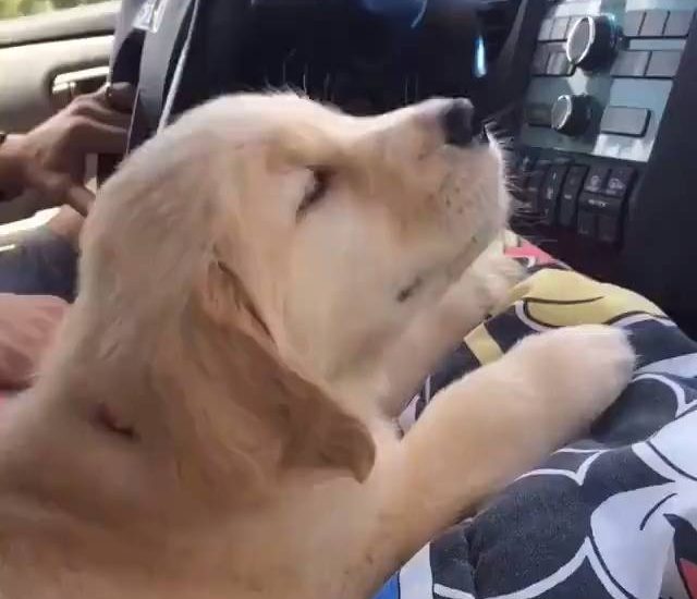 Loving the A/C Credit: @kono_in_orlando Watch more: www.thebearshit.com