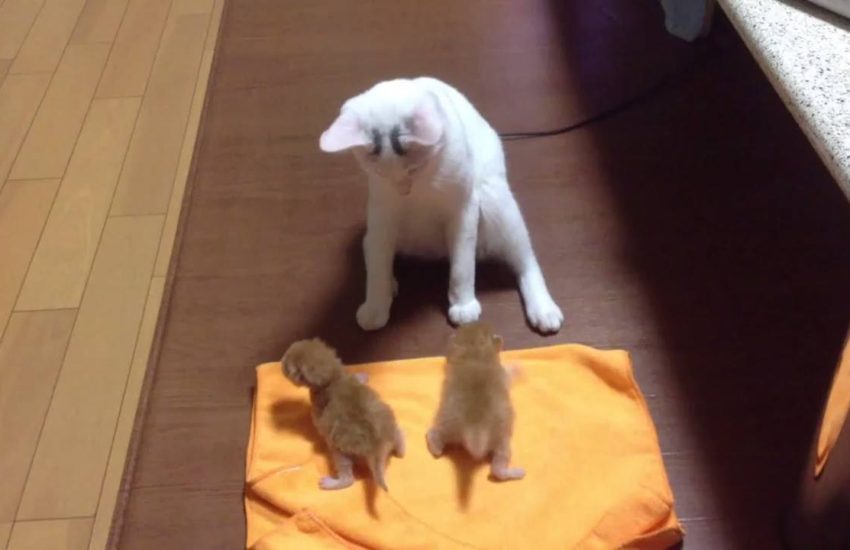 Me with kids Watch more: www.thebearshit.com