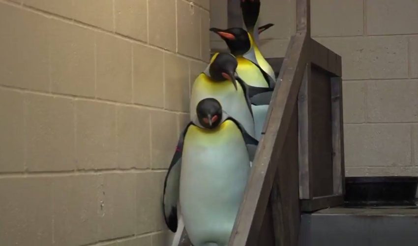 當你是一個奇怪的人感謝：@辛辛那提動物園和植物園