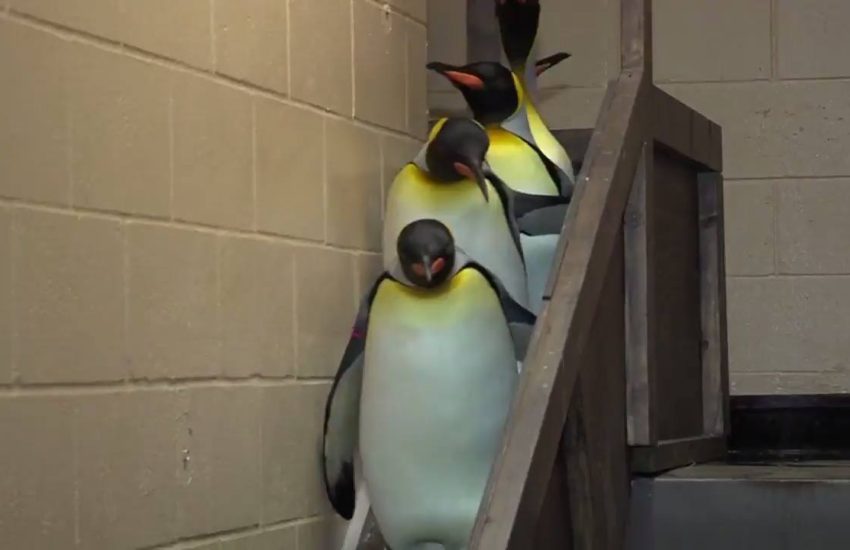 When you're the odd one out Credit: @The Cincinnati Zoo & Botanical Garden