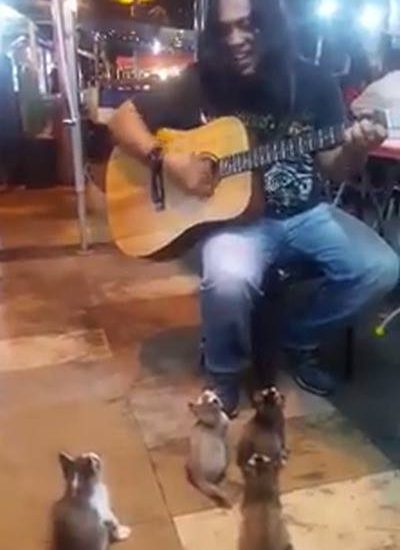 Street Performer Mesmerises Kittens