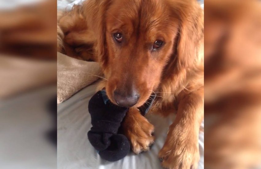 Dog Steals Sock And Is Caught Red Handed