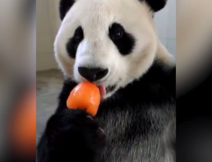Chilled Panda Eats Ice Lolly