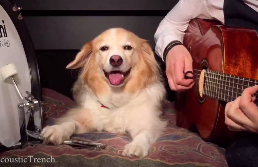 Dog And Owner Play 'Pumped Up Kicks'
