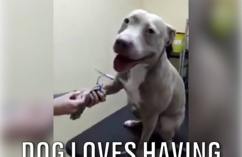 Dog Loves Having Injections