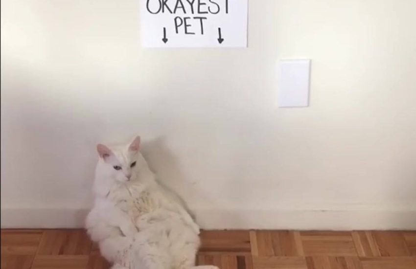 The World's Okayest Pet