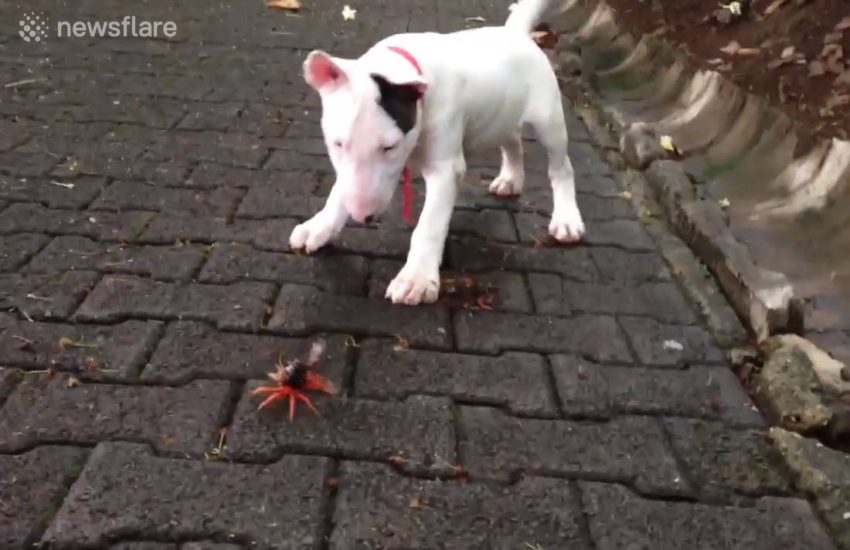 Bull Terrier Pup Takes On Crab