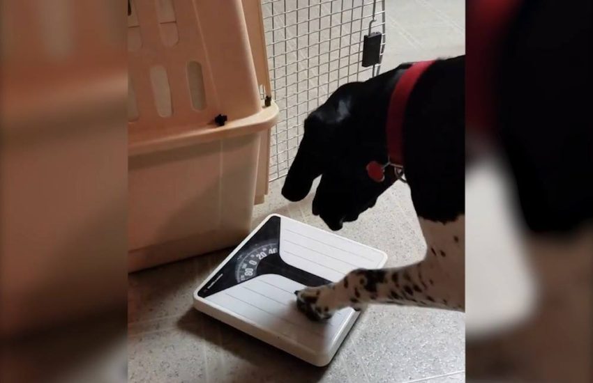 Dog Gets Angry At Scales