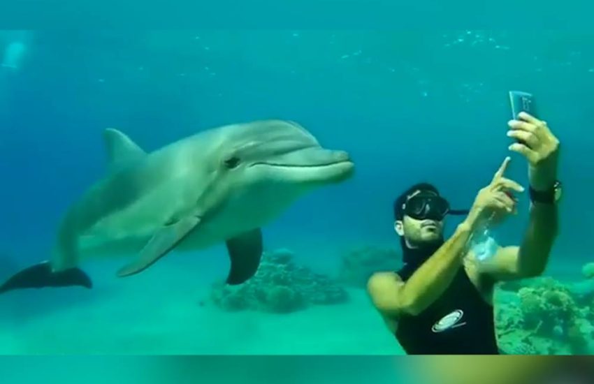 Guy Takes Selfie With A Dolphin