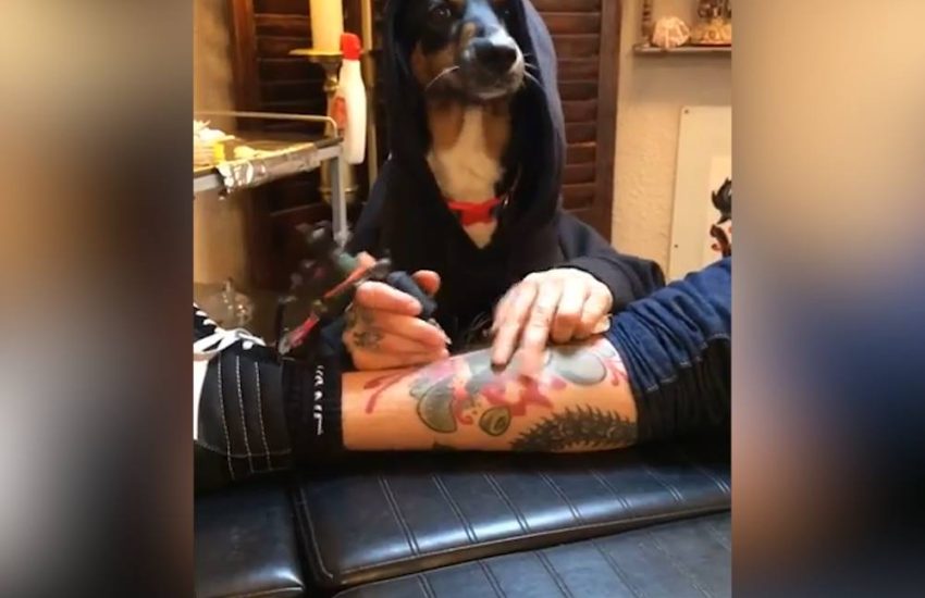 Dog Gives Leg Tattoo