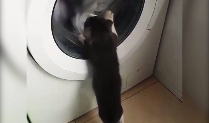 貓玩洗衣機