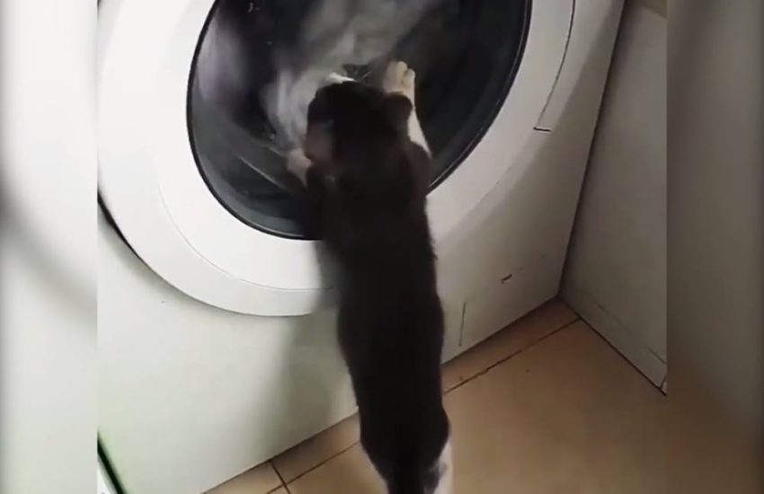 Cat Playing With Washing Machine