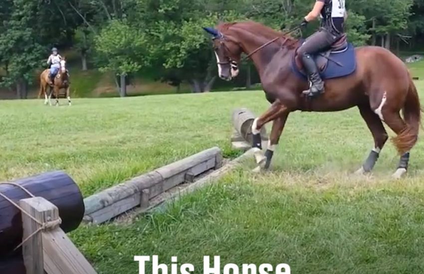 This Horse Is So Dramatic