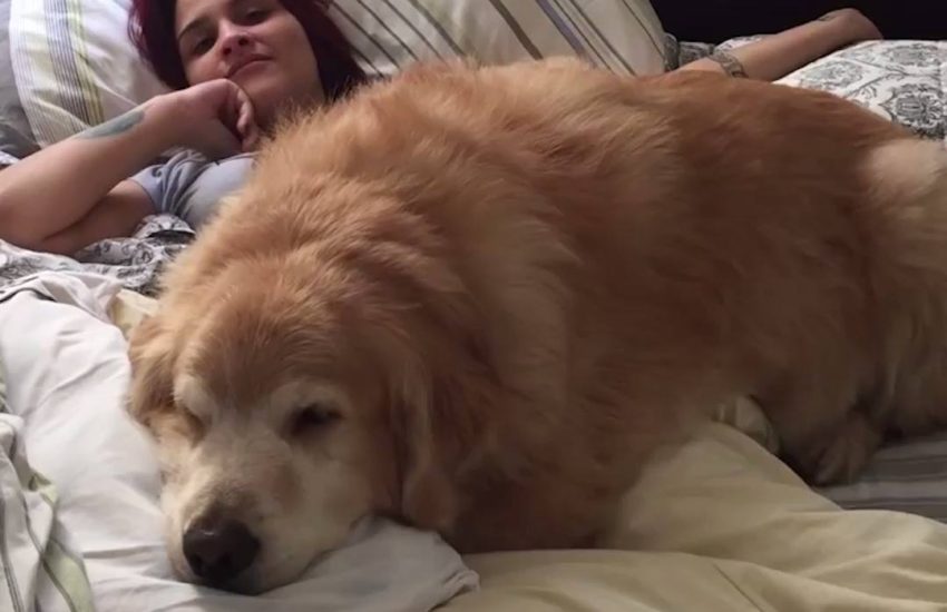Fat Dog Wont Let Owner Get Out Of Bed