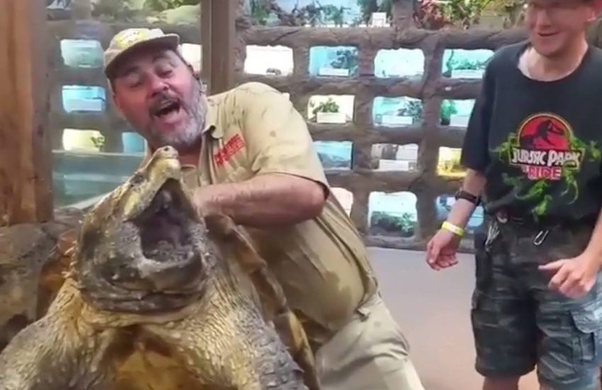 Giant Snapping Turtle Is A Monster