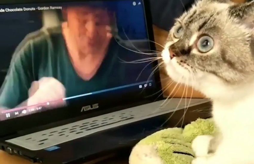 Cat Cooking With Gordon Ramsay