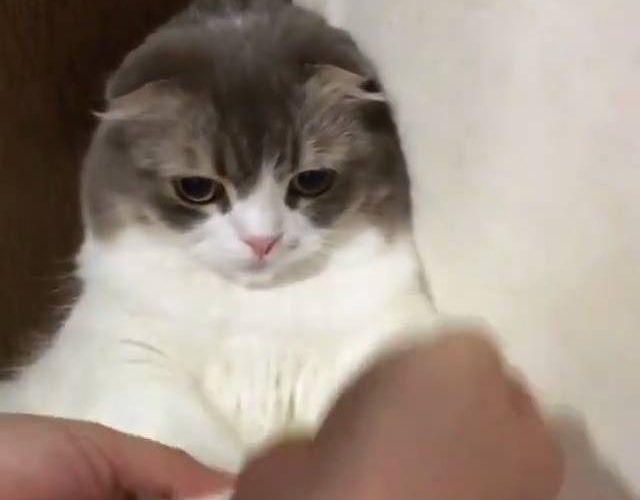 貓不想被鼓起來