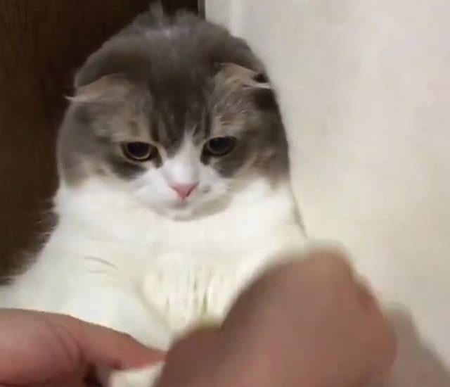 Cat Doesn't Want To Be Cheered Up