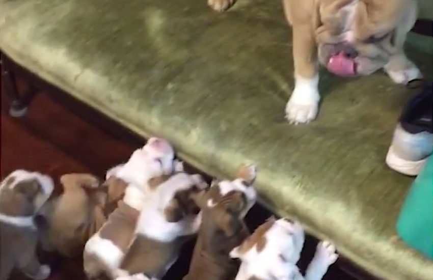 Bulldog Wants A Break From All Her Puppies