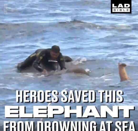 Heroes Saved This Elephant From Drowning At Sea