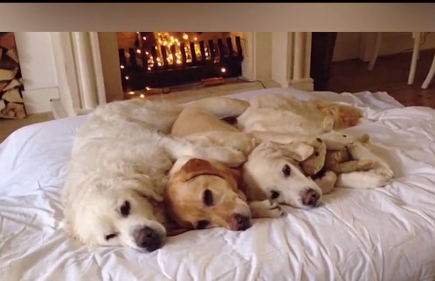 When all of your pets get along