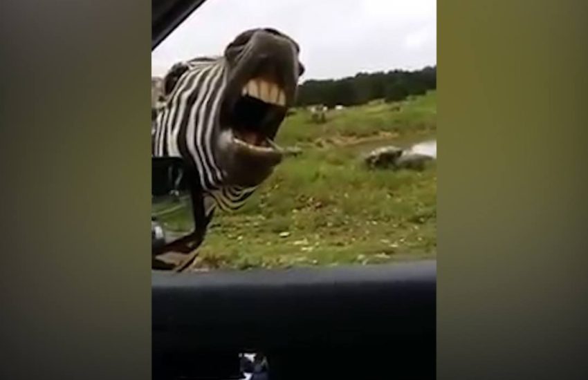 This singing zebra is everything