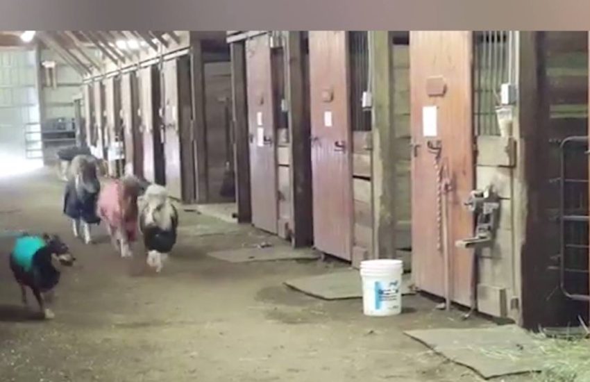 Just a gang of mini horses chasing a dog around a barn