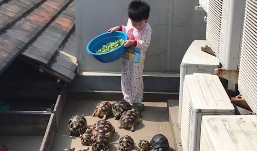 海龜想吃生菜