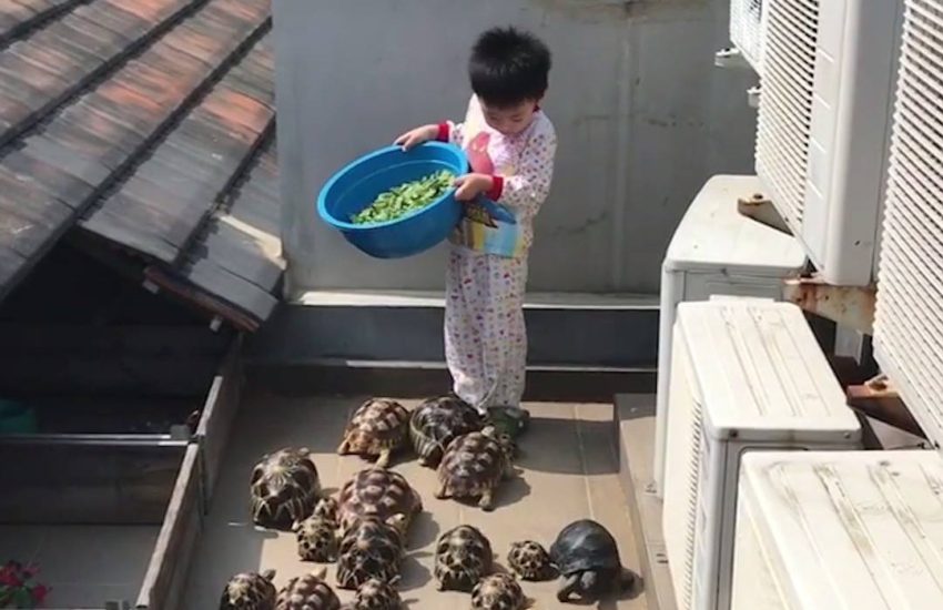 Turtles want lettuce