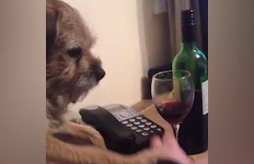 Dog tells his human that he's had enough to drink