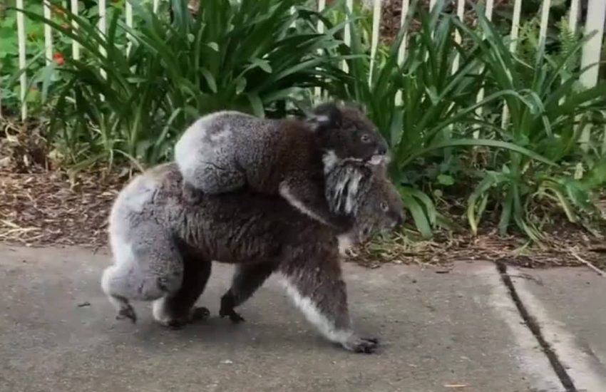 Taking your drunk friend home after a big night