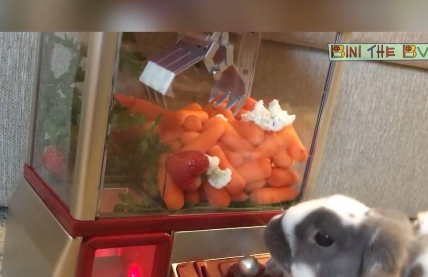 This bunny's addicted to arcade games